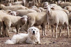 سگ برای نگهبانی است، نه نگهداری!