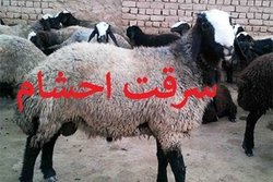 باند سارقان مسلح احشام در اصفهان منهدم شدند