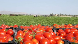 برداشت محصول گوجه فرنگی از بوته ها در شهرستان مشهد