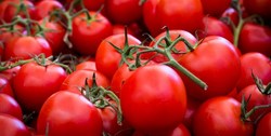 عرضه گسترده گوجه فرنگی در میادین میوه و تره بار