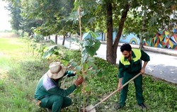 کاشت 800 نهال در سطح منطقه 4 شهرداری مشهد