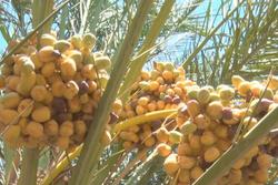 پیش‌ بینی برداشت 8 تن خرما از مزرعه غدیر نهبندان