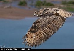 تصمیم محیط‌زیست برای جلوگیری از گم شدن حیوانات باغ‌وحش