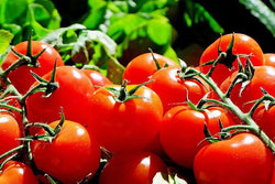 روسیه واردات سیب و گوجه فرنگی از آذربایجان را ممنوع کرد