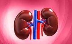 ۵۰۰ بیمار اصفهانی در لیست انتظار پیوند کلیه