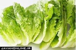 خواص جالب کاهو و سکنجبین
