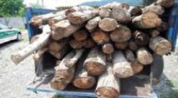 کشف و ضبط ۶۹۰ کیلوگرم چوب قاچاق