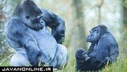 چرا گوریل‌ها به سینه خود مشت می‌زنند؟