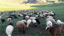 گام بلند سازمان بسیج جامعه کشاورزی برای خودکفایی گوشت قرمز در آذربایجان‌غربی