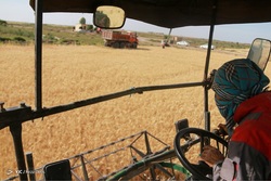 بدعت عجیب دولت در اصلاح نرخ خرید تضمینی گندم