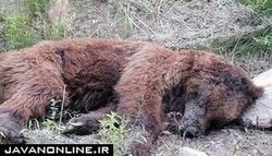 تلف شدن توله خرس به‌ضرب گلوله افراد ناآگاه