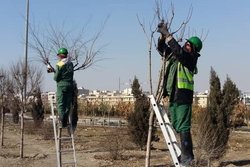 پیرایش زمستانه درختان در منطقه ۹ شهرداری کرج انجام شد