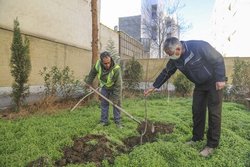 کاشت ۴۰۰اصله درخت در خانه شهروندان کرجی