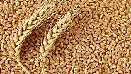 مشکلی برای تامین گندم نداریم