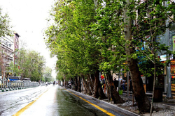 باغات که از بین رفت، تک درختان کهنسال را دریابید