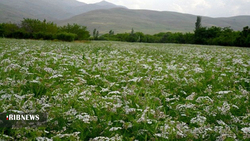 کشت گیاهان دارویی در ۲ هزار هکتار از مراتع همدان