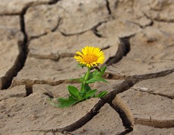 آنان در تنهایی خود شکوفا می‌شوند