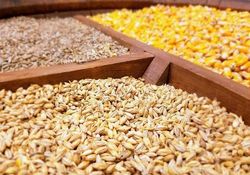 توزیع نهاده‌های دامی کپک‌زده!
