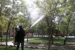 عملیات سمپاشی درختان سطح شهر و بوستان ها در حال انجام است