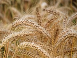 کاهش ۵۰ درصدی تولید محصولات زراعی خلخال در اثر خشکسالی