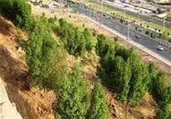 ایجاد نوار سبز در پروژه شهید سلیمانی برای جلوگیری از گسترش حاشیه نشینی