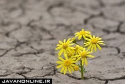 مشاوره‌هایی که مانع خودکشی می‌شوند