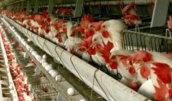عدم رغبت مرغداران خراسان رضوی  به تولید تخم مرغ