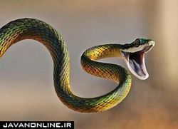 فوت پسر ۱۳ ساله الیگودرزی به دلیل نیش مار