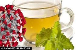 چای سبز در مقابله با کووید ۱۹ موثر است