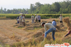 حمایت قاطع بسیج از کشاورزان و صنایع تبدیلی آذربایجان غربی