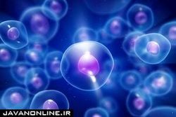 استفاده از سلول‌های بند ناف برای نجات بیماران کرونایی