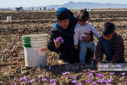 سر مافیای زعفران در پاستور و دم آن در بازار رضای مشهد است