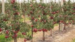 برداشت ۱۹۰ هزار تن سیب تابستانه از باغات آذربایجان غربی