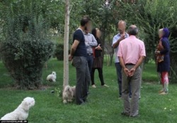 تصمیم شورای ششم شهر تهران درباره سگ گردانی