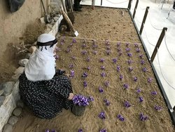 موزه زعفران خراسان، تلاشی برای سند زدن اصالت تاریخی طلای سرخ ایران