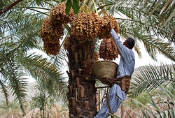 گام بلند بسیج برای تبدیل ایرانشهر به شهر خرمای ایران