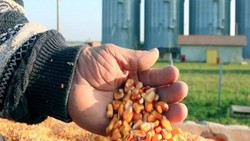زنگ خطر کمبود ذرت با کاهش موجودی بنادر