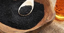 آغاز برداشت سیاهدانه برای اولین بار درچناران