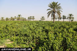 آب آلوده نخیلات خوزستان را نابود کرده است