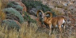 مهار طاعون نشخوارکنندگان کوچک در پارک ملی تندوره