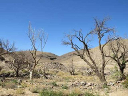 کشت گلخانه‌ای، تنها راه نجات کشاورزی در خراسان جنوبی کم‌آب