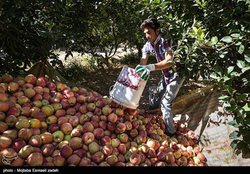 چه کنم چه کنم دوباره مسئولان با شروع برداشت سیب آذربایجان‌غربی