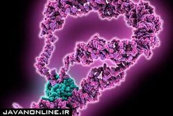استفاده از فناوری واکسن کرونا برای درمان سرطان