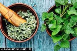 خواص این گیاه از دفع سنگ کلیه تا رفع جوش و لک‌پوستی