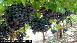 خواص فوق‌العاده انگور سیاه برای سلامتی