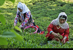 چای را کیلویی یک دلار صادر و ۵ دلار وارد می‌کنیم!
