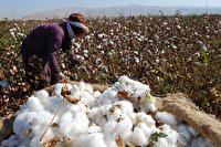 ۶۰ هزار تن طلای سفید در اردبیل برداشت می‌شود