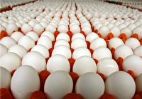پیش‌بینی‌ افزایش جوجه‌ریزی در خراسان رضوی طی یک ماه آینده