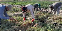 جهادگران، سازندگي را در عمل معني کردند