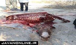 کشف گوشت الاغ و لاشه اسب از یک دامداری در جنوب تهران
